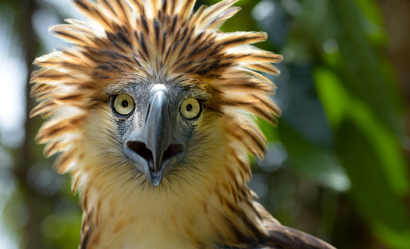 Shrew-like mouse will help protect Phillipine eagles