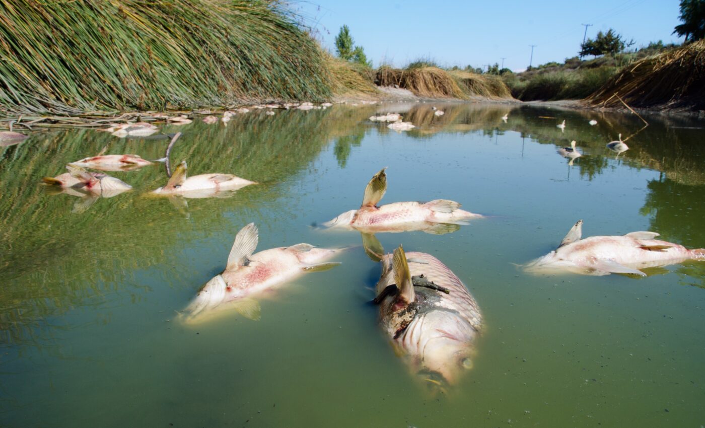 Fish die-offs are intensifying with climate change