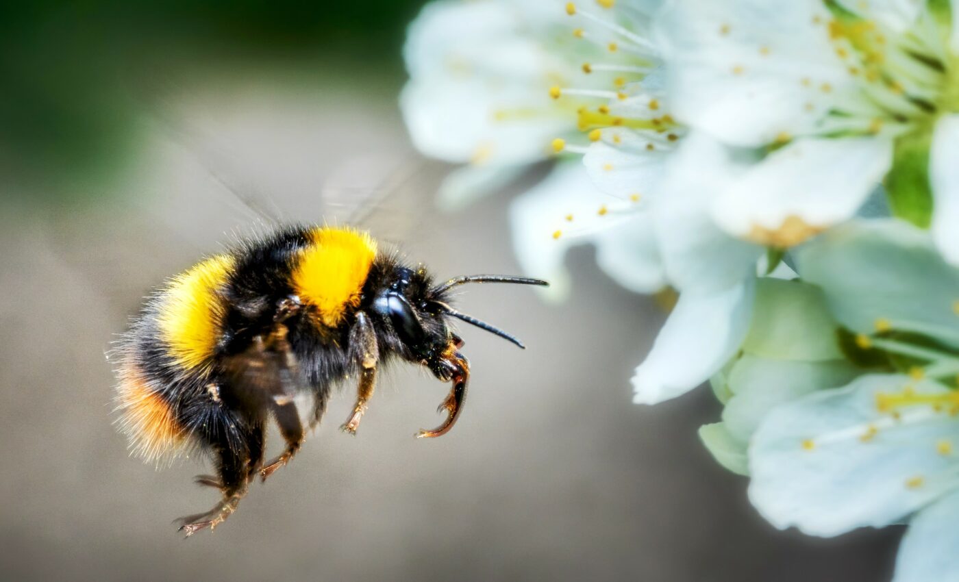 Bumblebees are waking up too early from hibernation