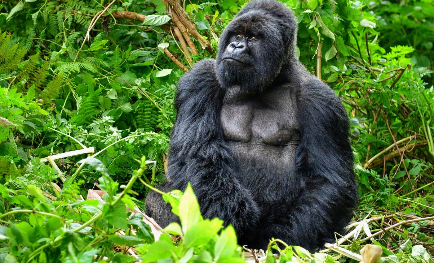 Protecting great apes from tourists