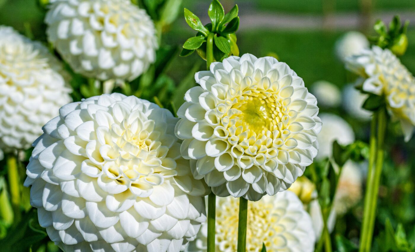 Flower patterns help honeybees find food