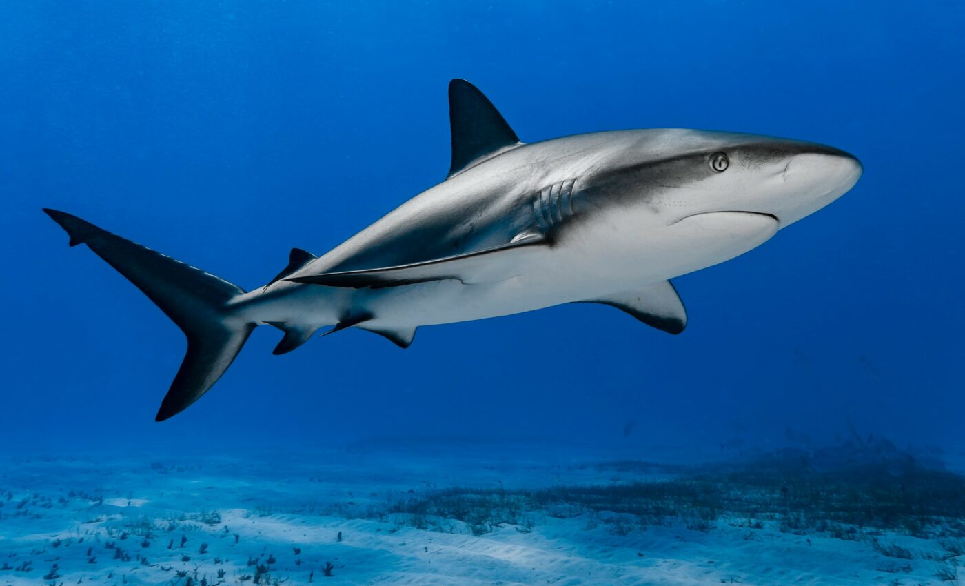 New framework to protect sharks developed by IUCN