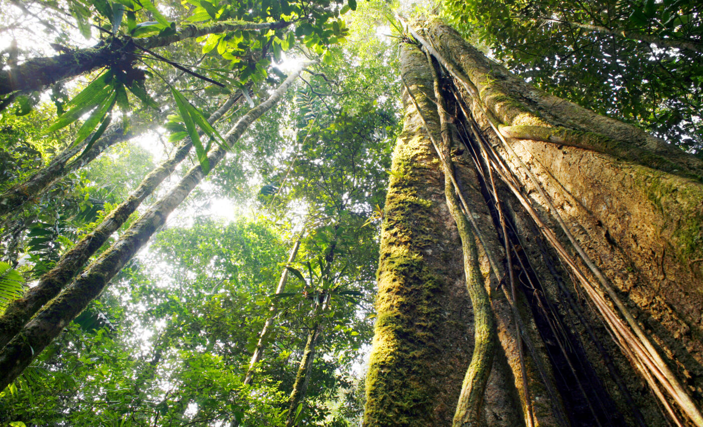 Trees are overheating in warmer rainforests