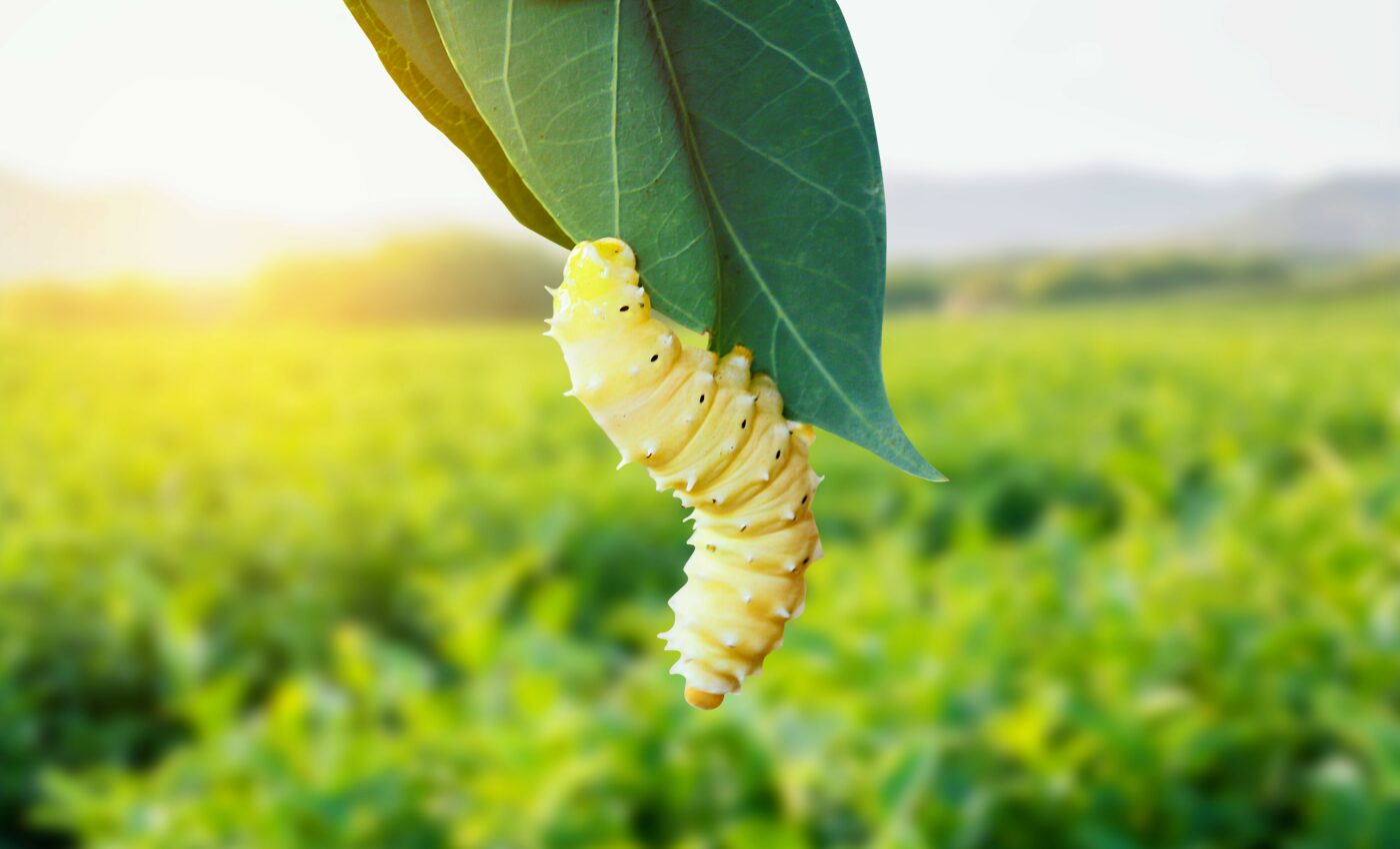 Scientists discover how to make stronger silkworm silk