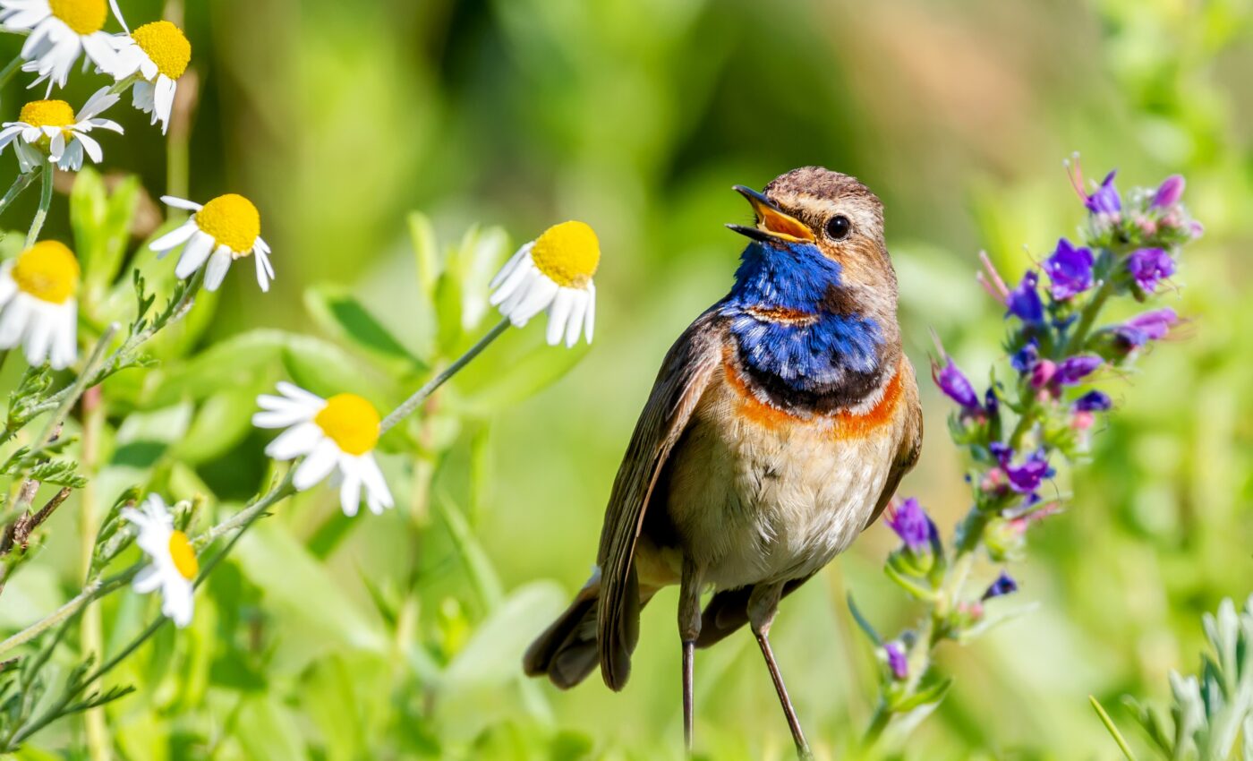 Listening to birdsongs can improve mental health