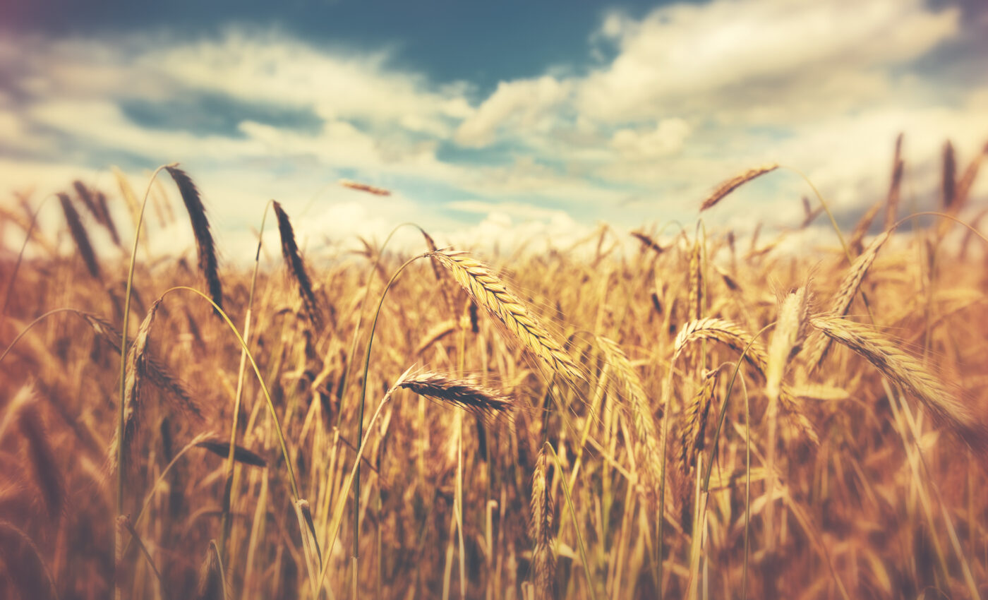 Climate change is testing the resilience of wheat yields