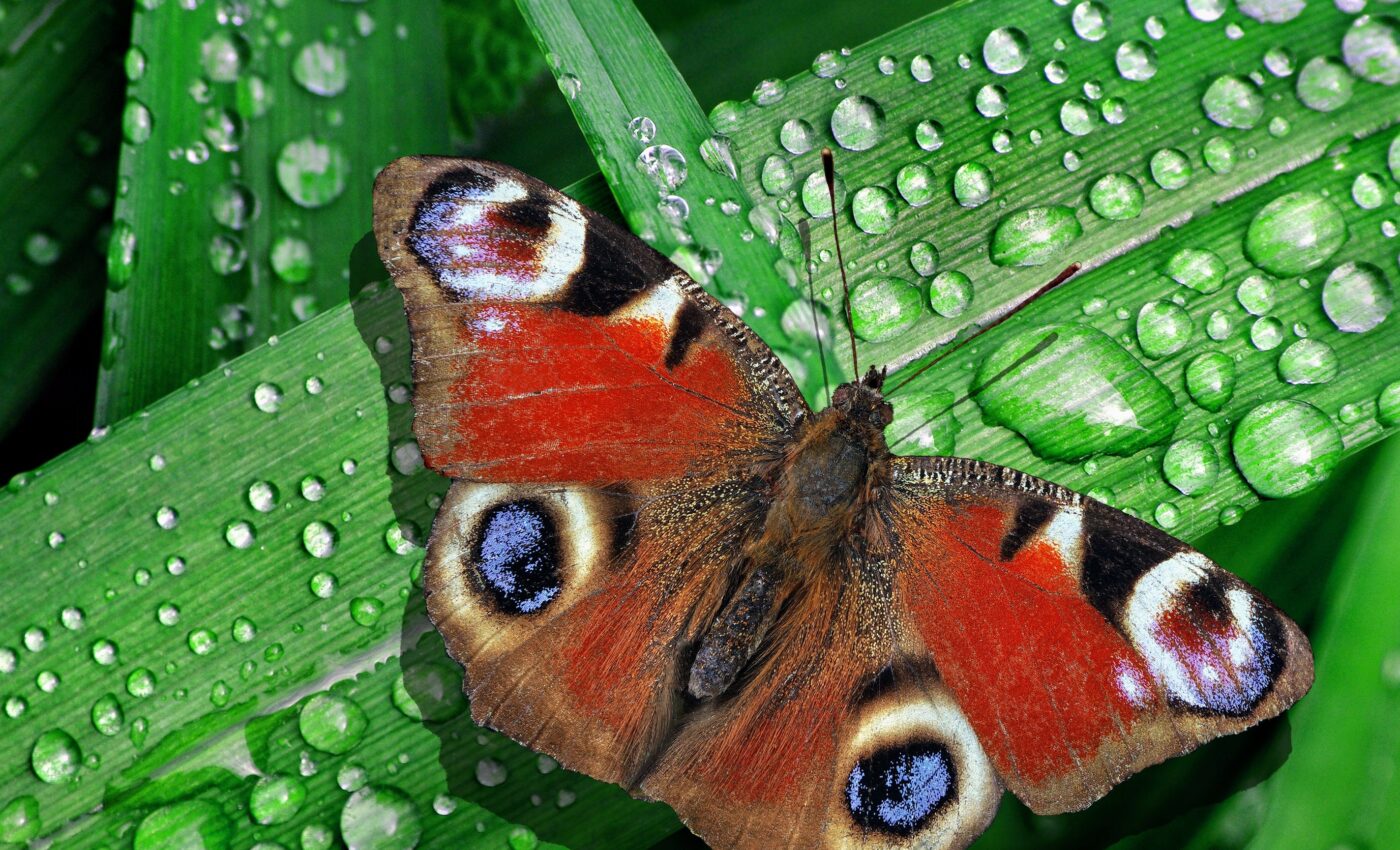 Eyespots on moth wings use optic illusion to deter predators