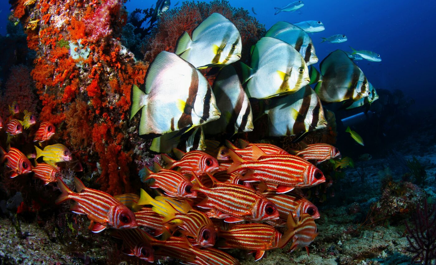Marine biodiversity could shift rapidly due to climate change