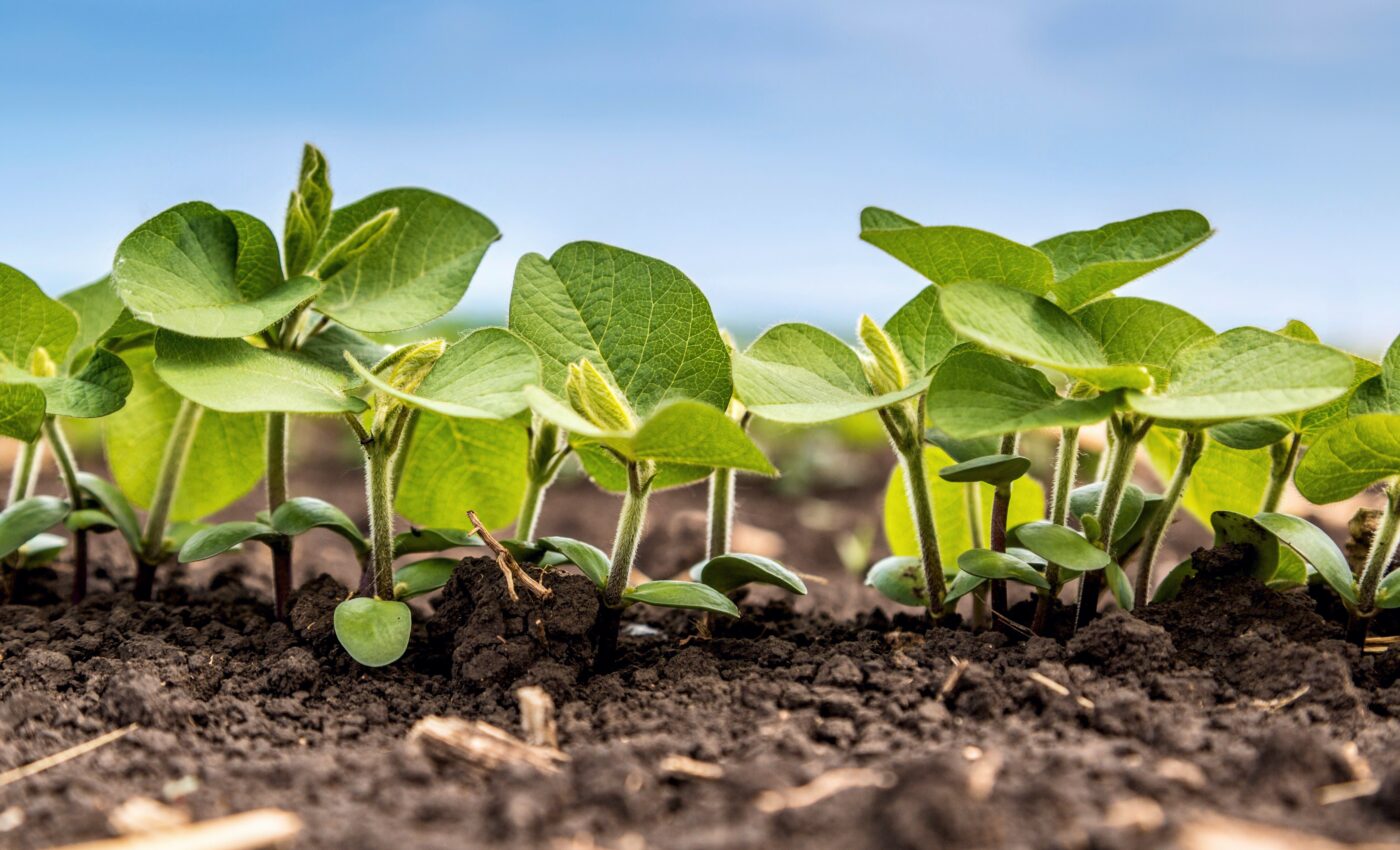 Plants use their roots to sense manganese deficiency