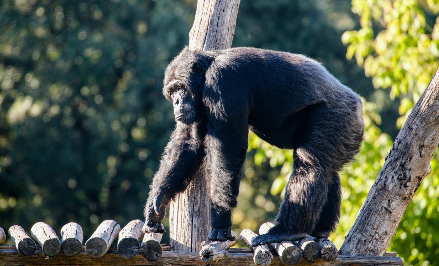Many European chimps suffer from vitamin D deficiency