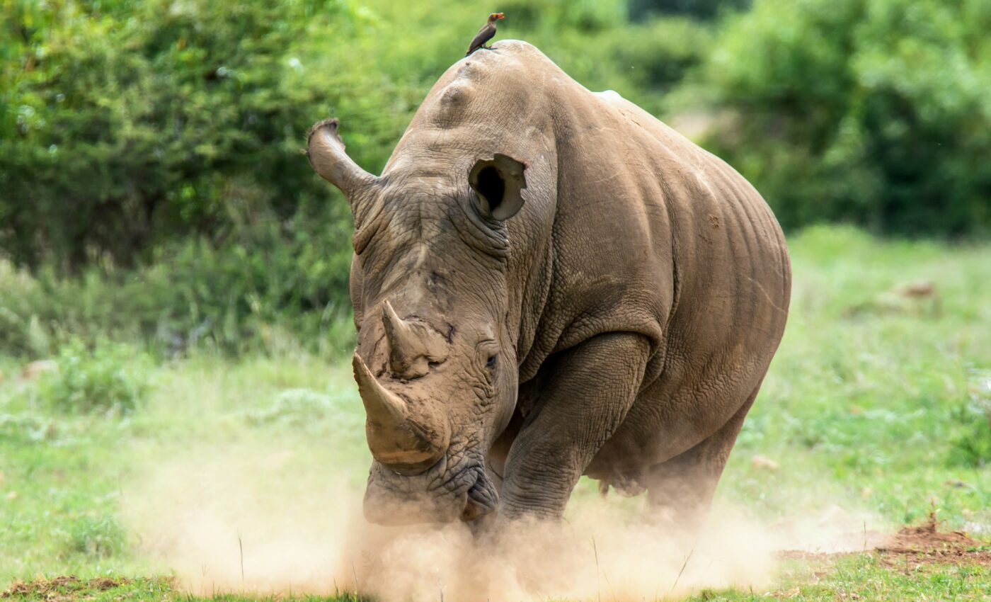 Historical photos suggest that rhino horns have gotten smaller