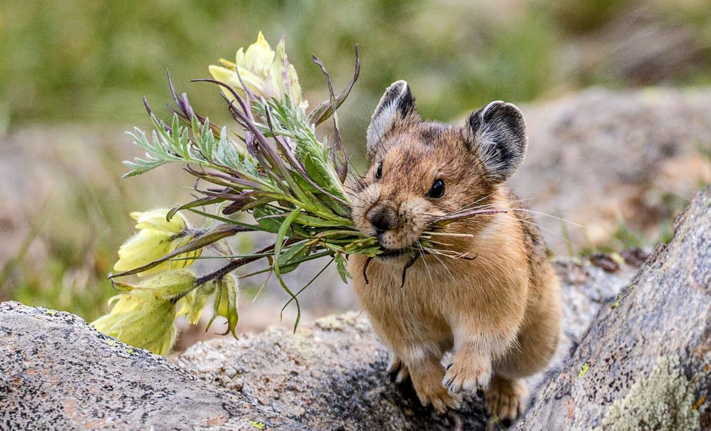 Past geologic events shaped Asian mammal evolution