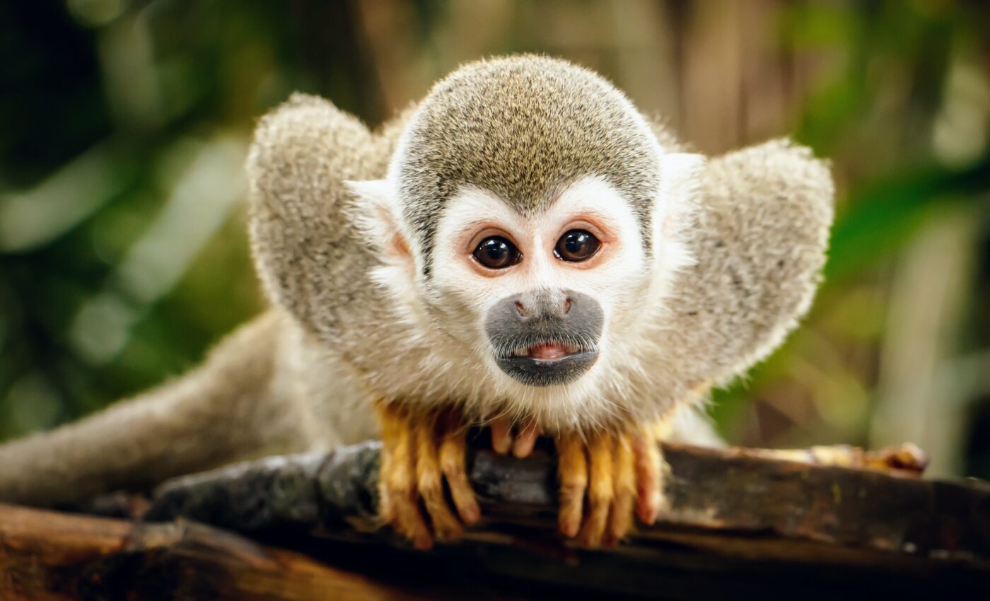 Focus on populations, not species, to protect nature