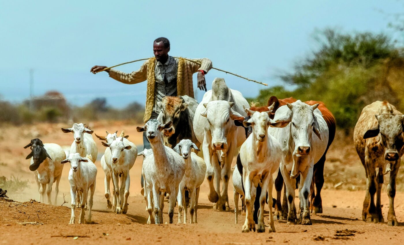 Livestock are reservoirs for antimicrobial-resistant pathogens