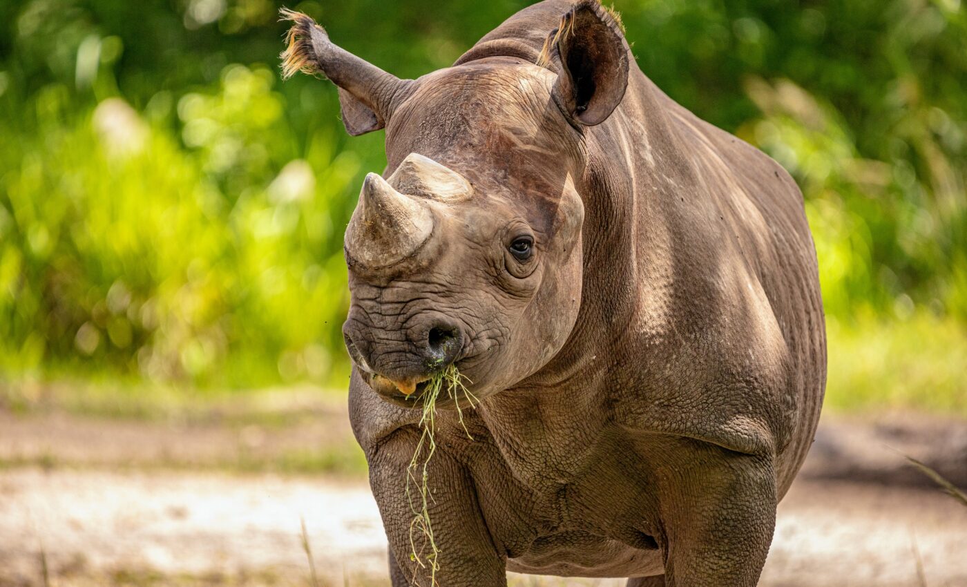 Artificial eggs may save critically endangered animals