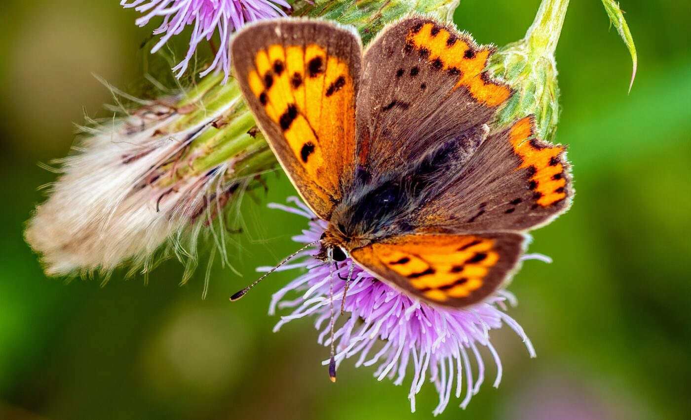 Experts in insect taxonomy “threatened by extinction”