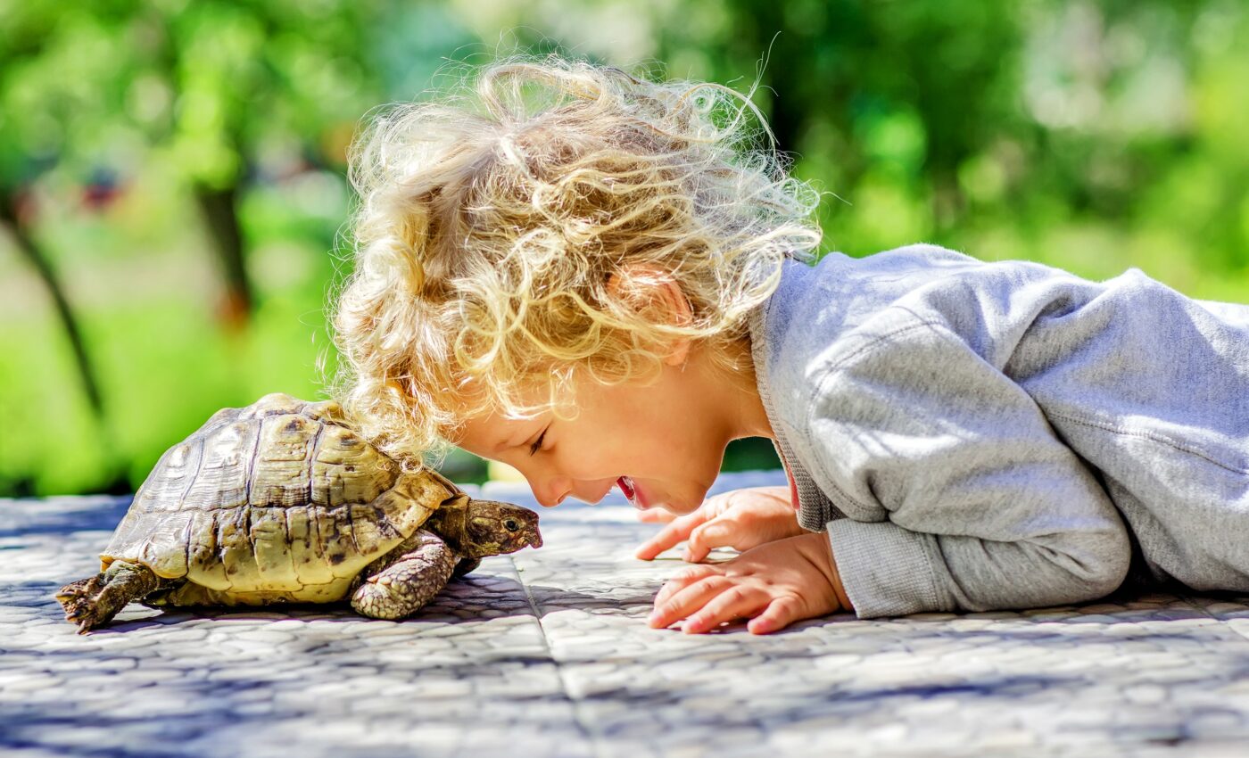 Small turtles are often sold online despite disease risks