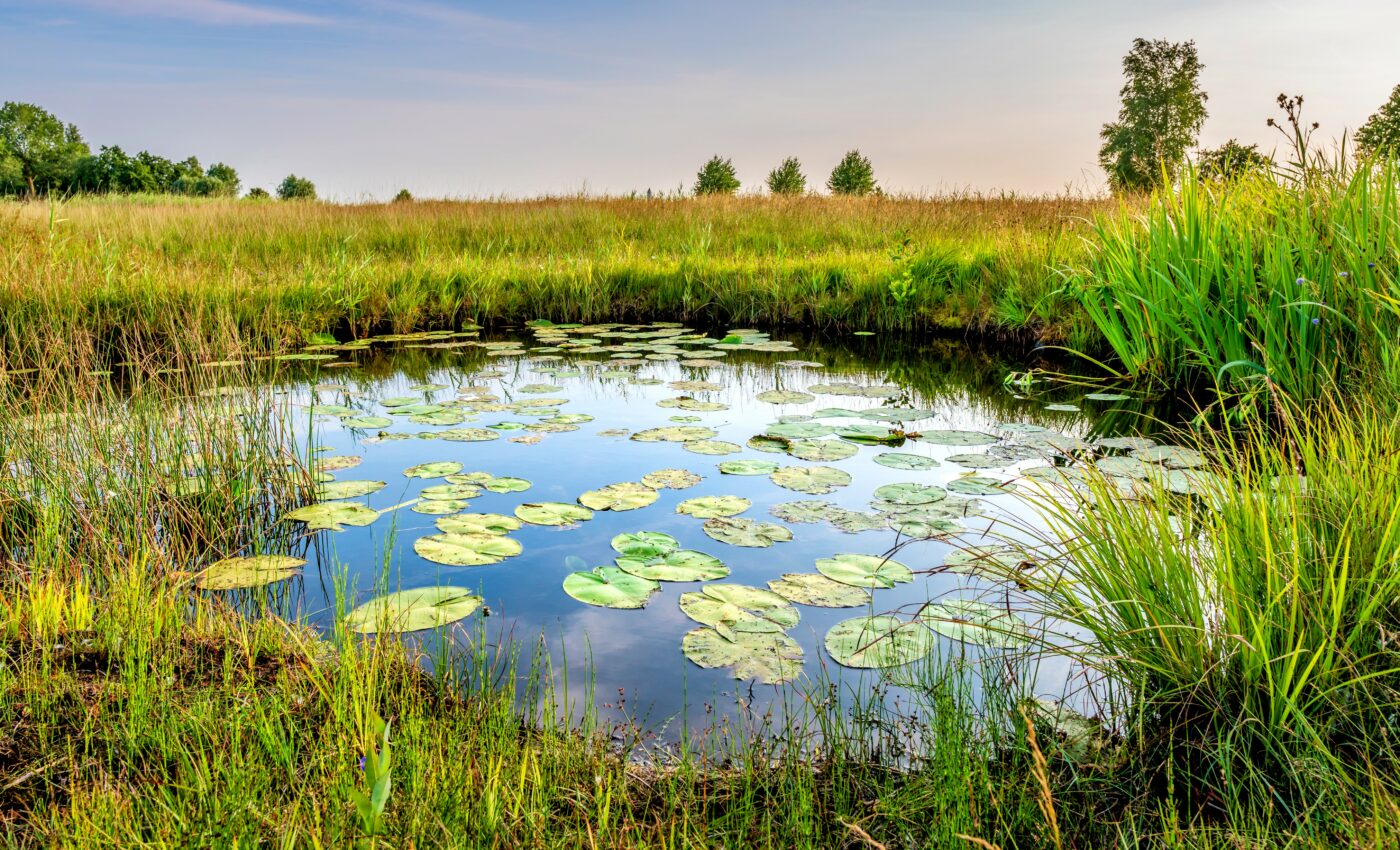 Some pond organisms feed solely on viruses