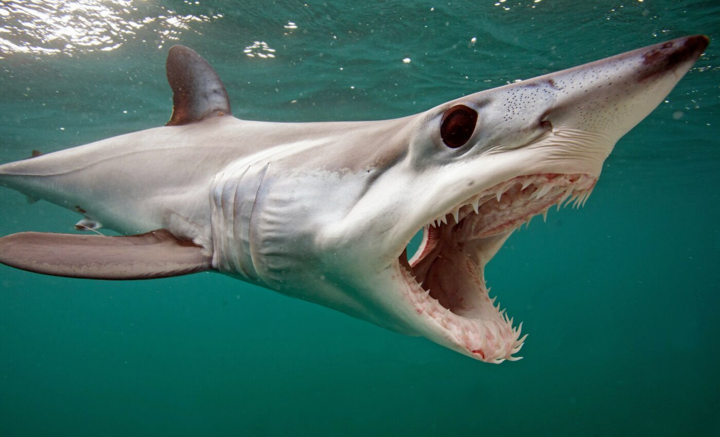 Genetic analyses help shark conservation efforts
