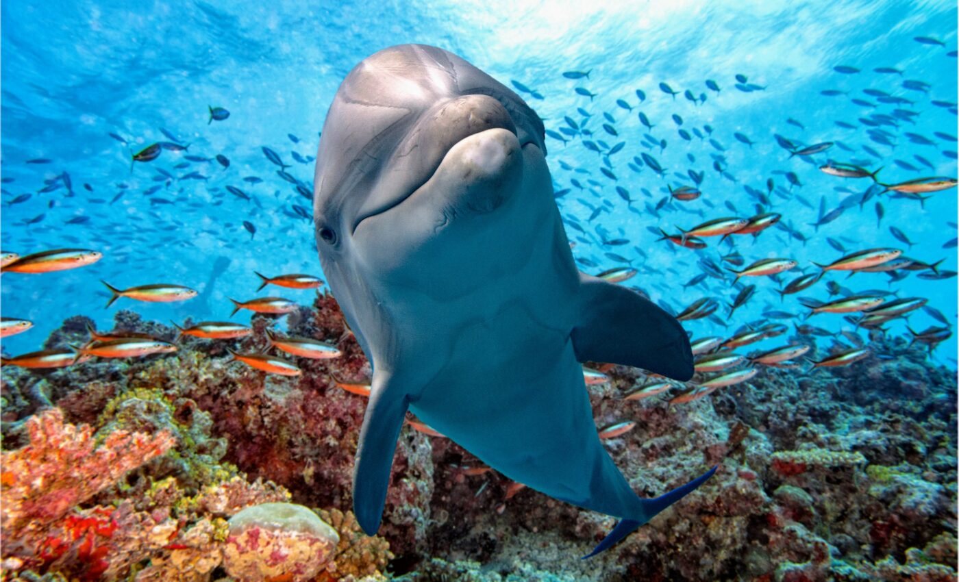 Dolphins must "shout" over underwater noise to communicate