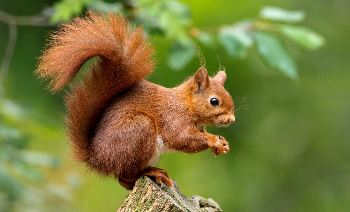 Squirrels gamble to increase evolutionary fitness