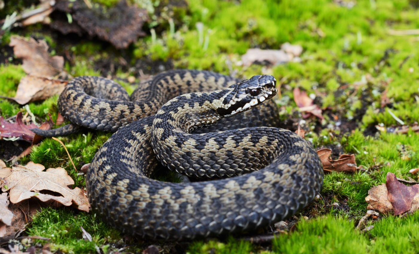 Diverse group of snakes has a new evolutionary tree