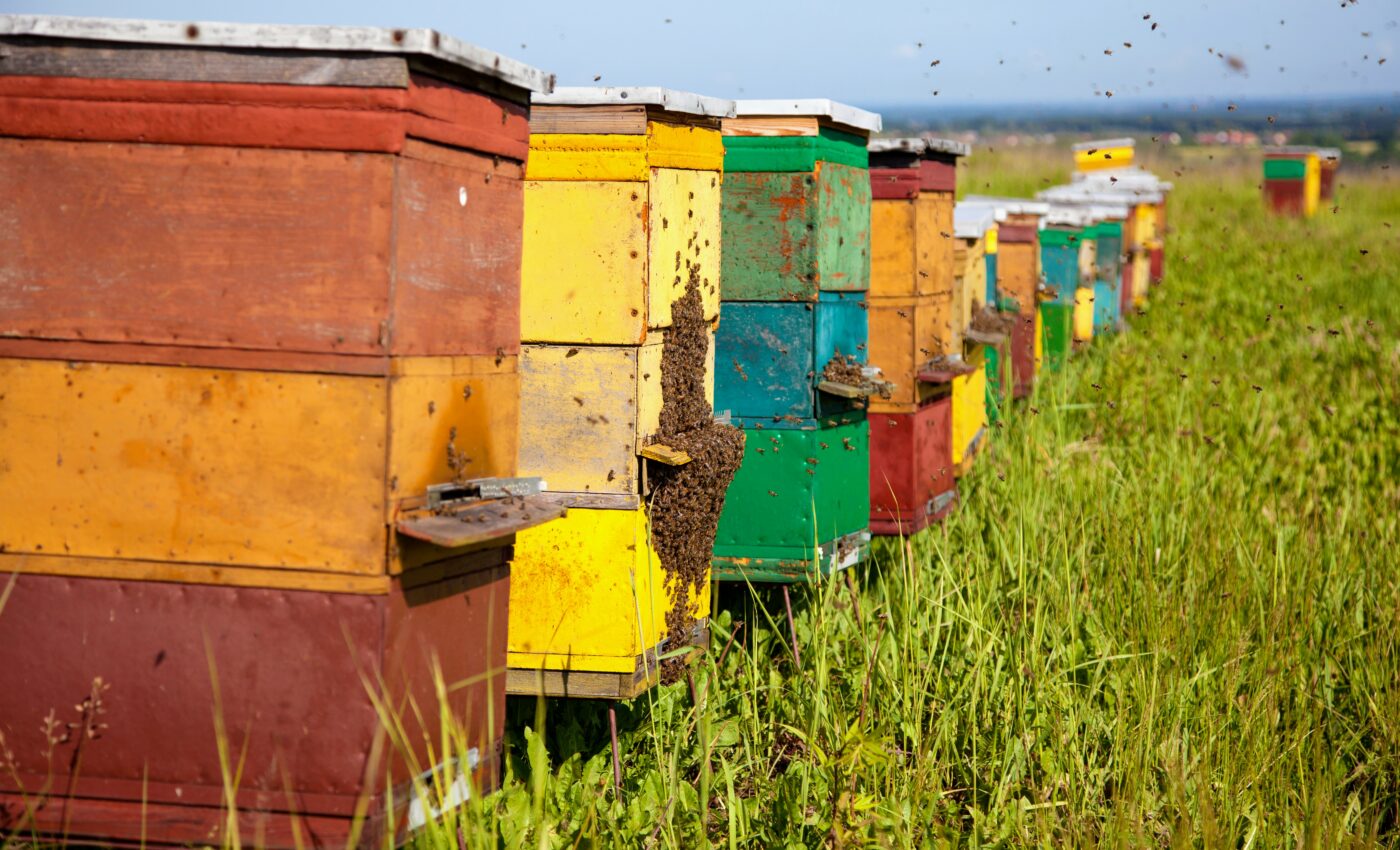 Bumblebee queens lured to their death by colorful hives