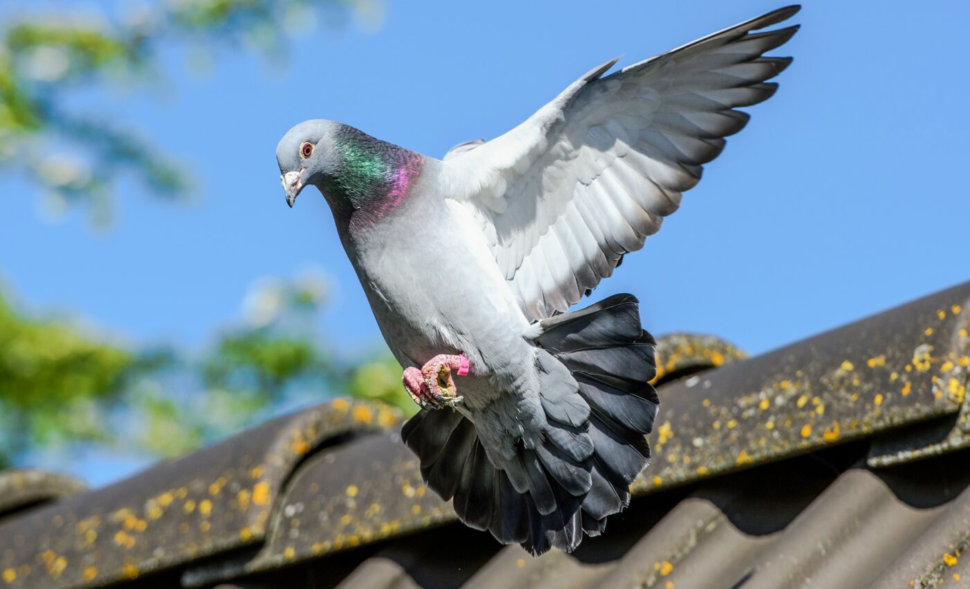 Pigeons solve problems like intelligent machines