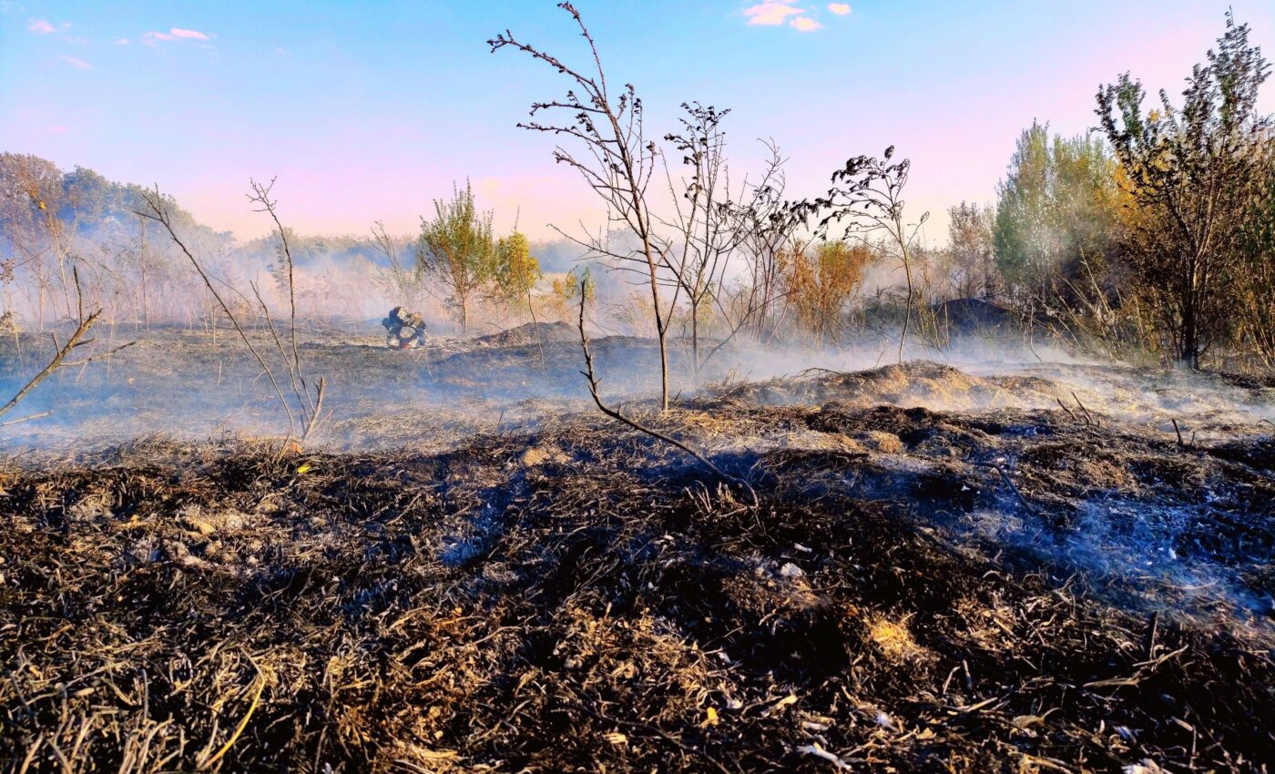 Burned soil provides a feast for fungi and bacteria