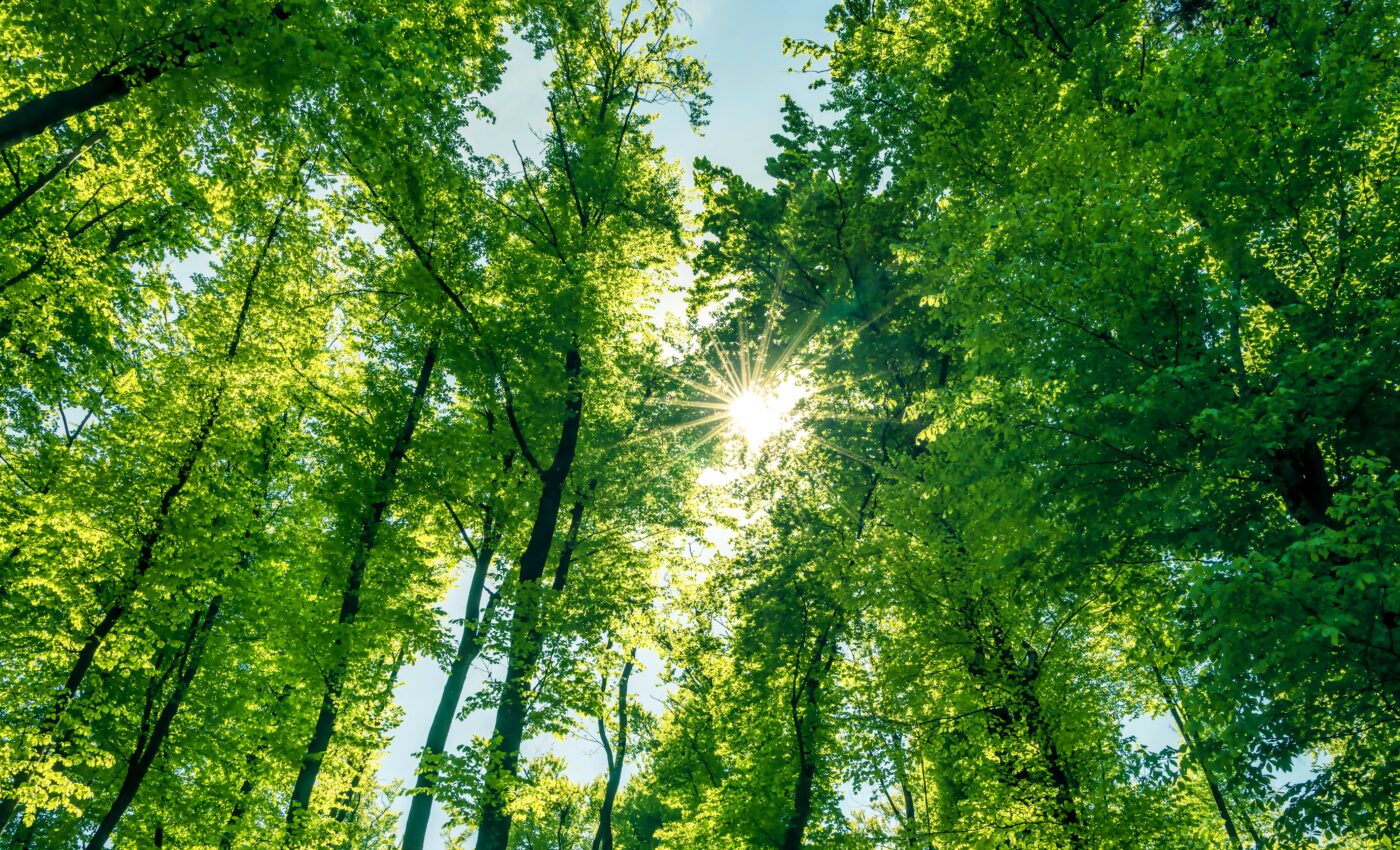 Watching TV can inspire people to appreciate plants