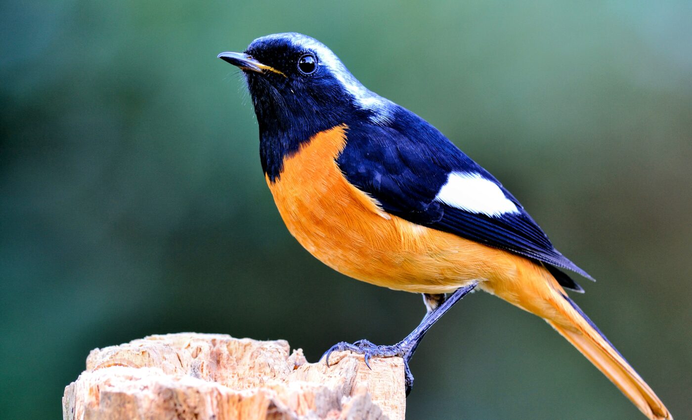 Birds move closer to humans to avoid brood parasites