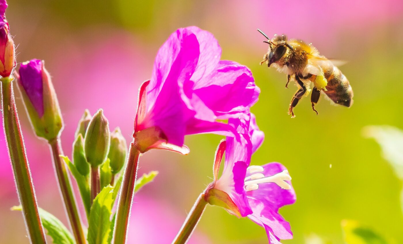 Flower quality is a critical driver of bee abundance