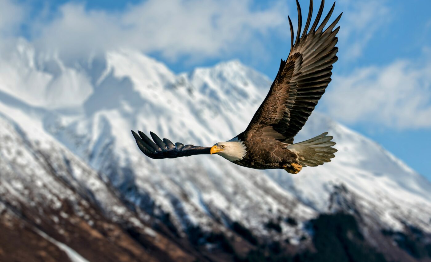 Avian flu threatens bald eagle recovery