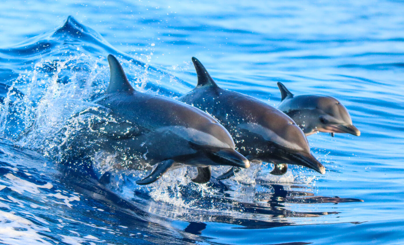 Toothed whales use vocal fry to catch their prey