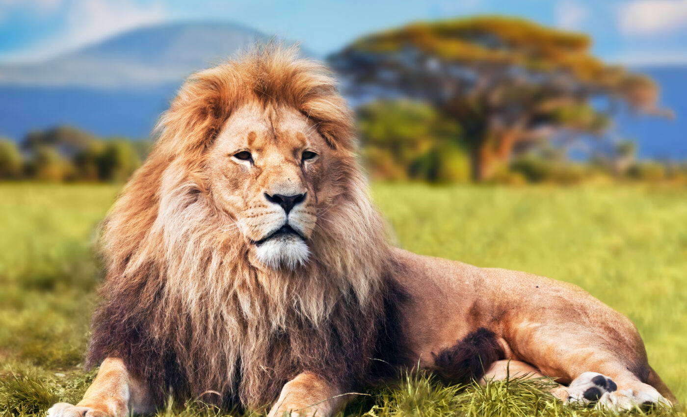 Good genes do not always lead to evolutionary success