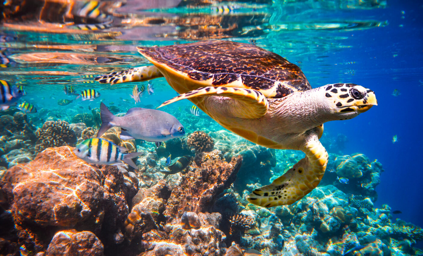 Coral reefs are increasingly exposed to low oxygen levels
