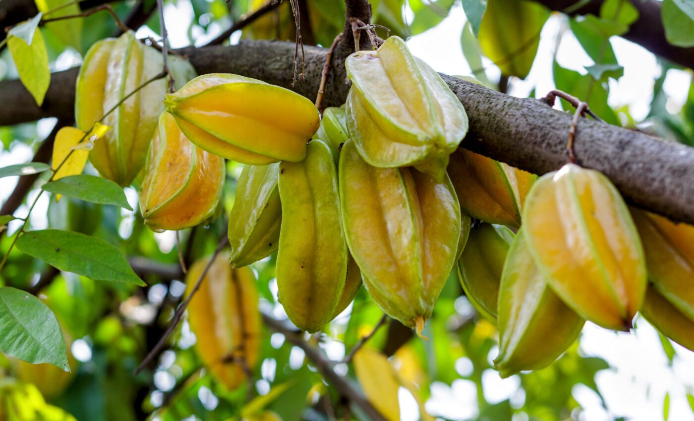 Native island plants may not survive animal extinctions
