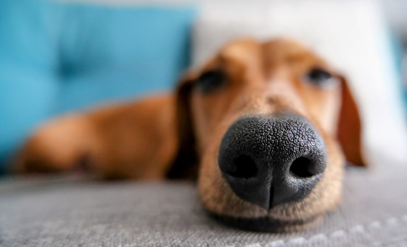 Warm-blooded animals use their nose to cool their brain