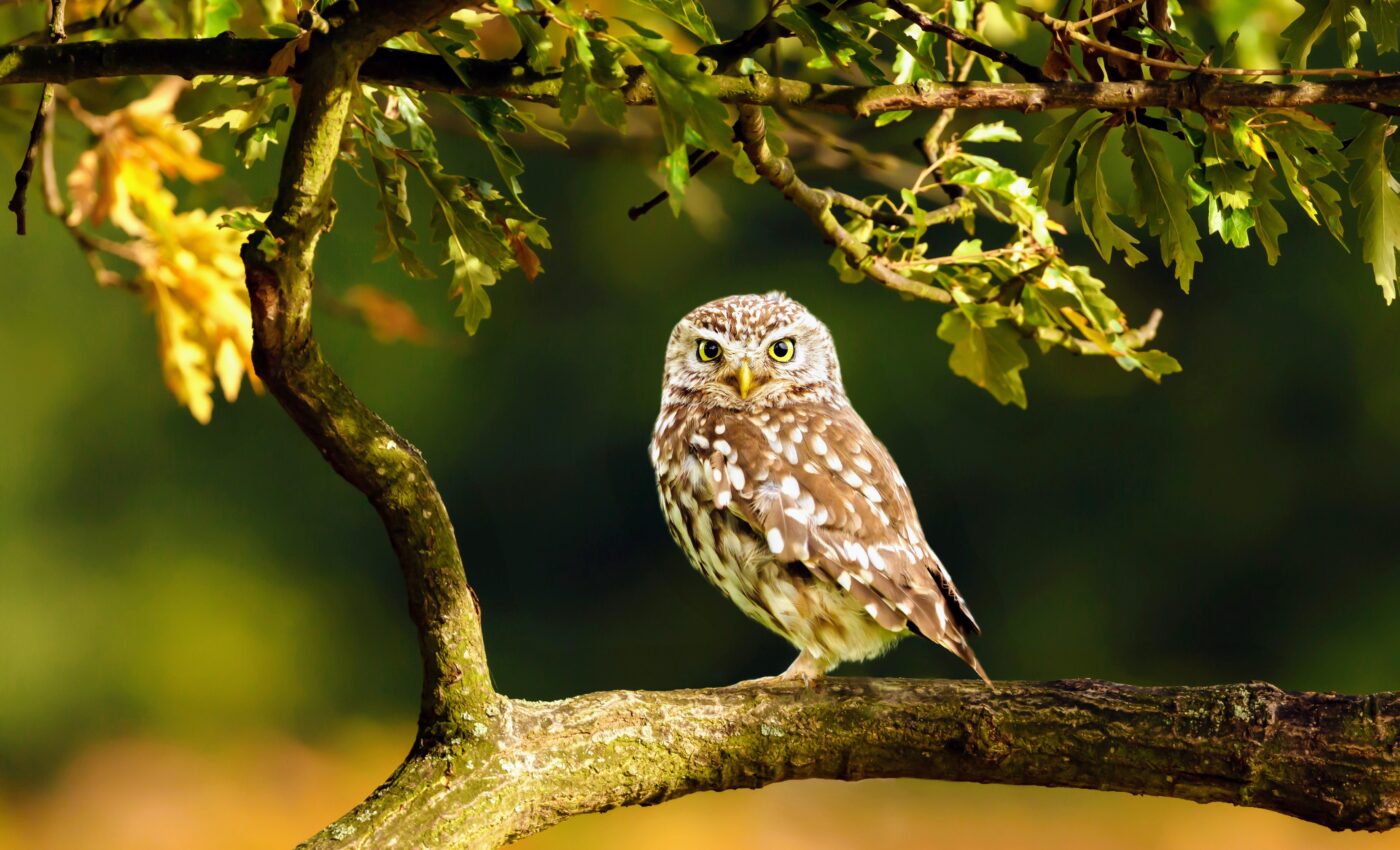 Half of all UK bird species are in a state of decline