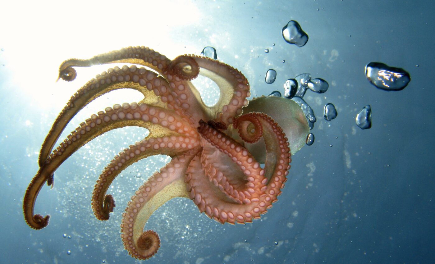 Octopus and squid senses linked to human brain evolution