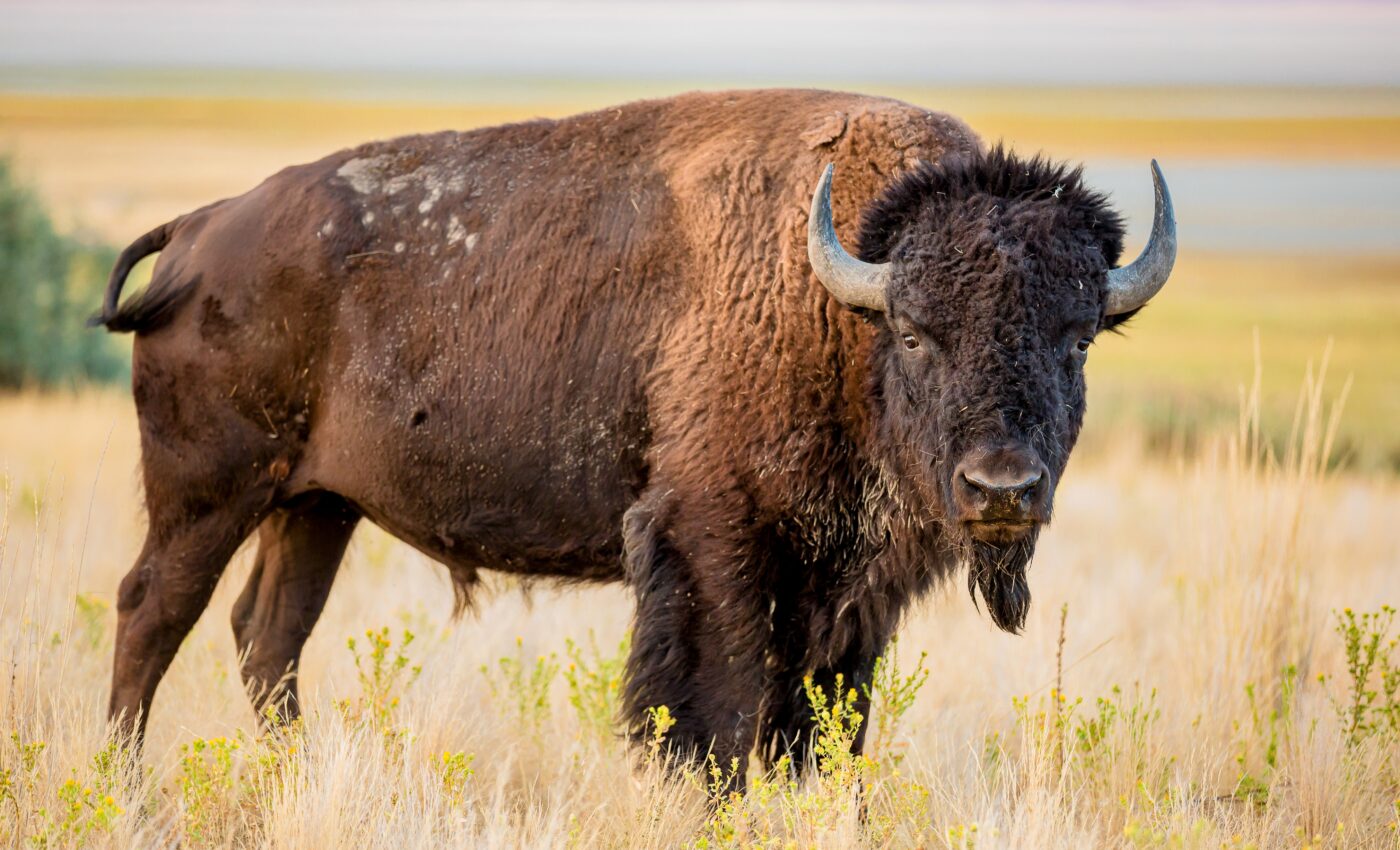 Climate change influences the movement of Plains bison