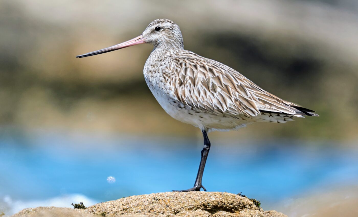 Migratory birds burn unexpected amounts of protein