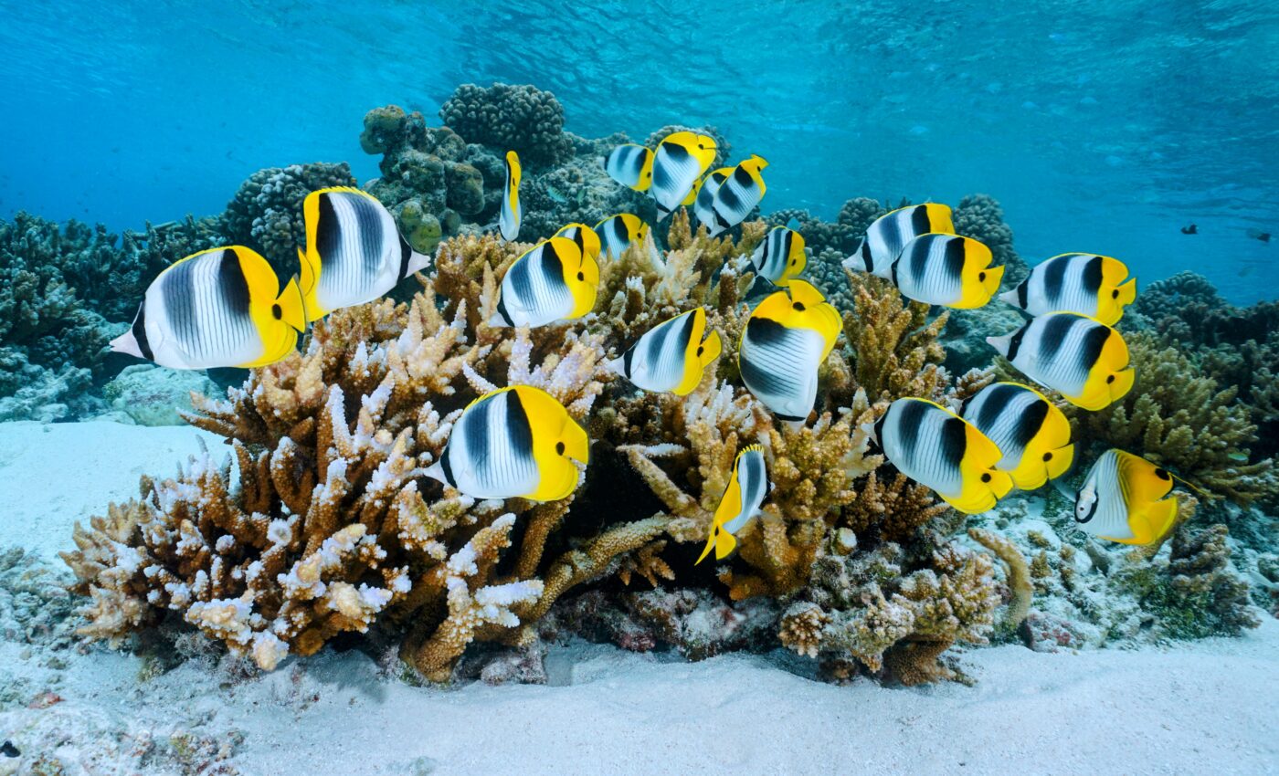 Some fish have feces that is deadly to coral reefs