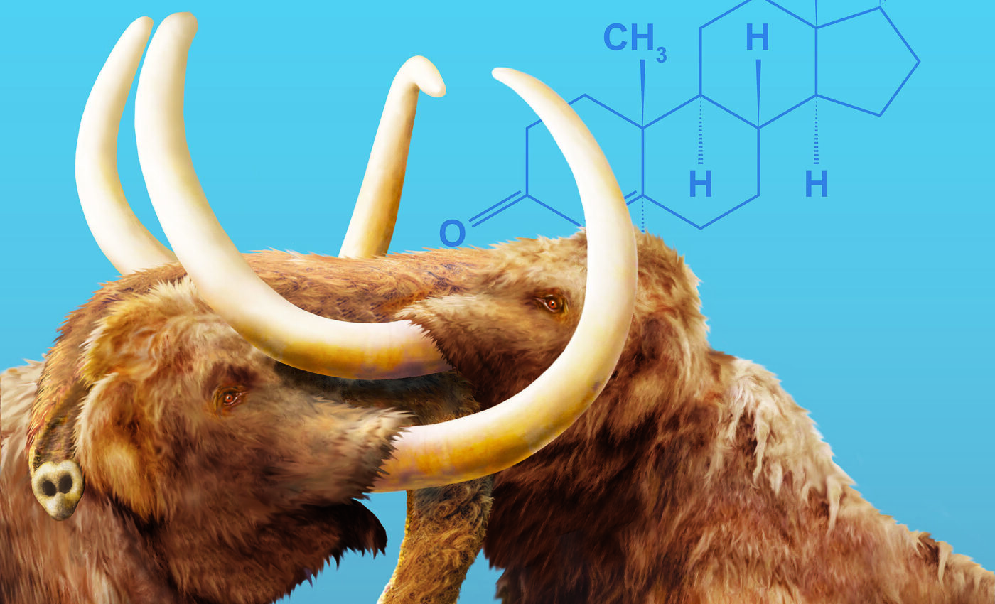 Woolly mammoths had testosterone-driven aggression during mating season