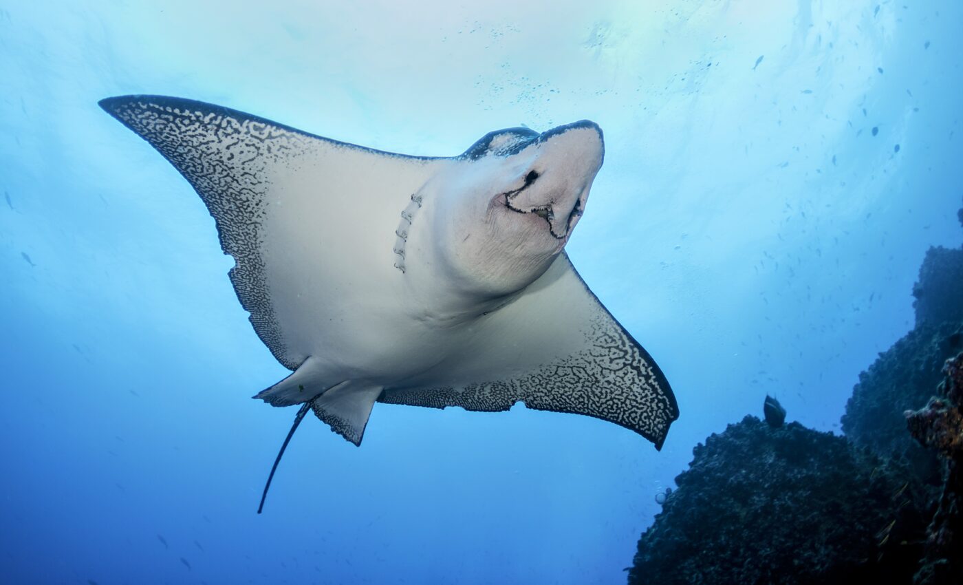 Clam production possibly threatened by migrating rays