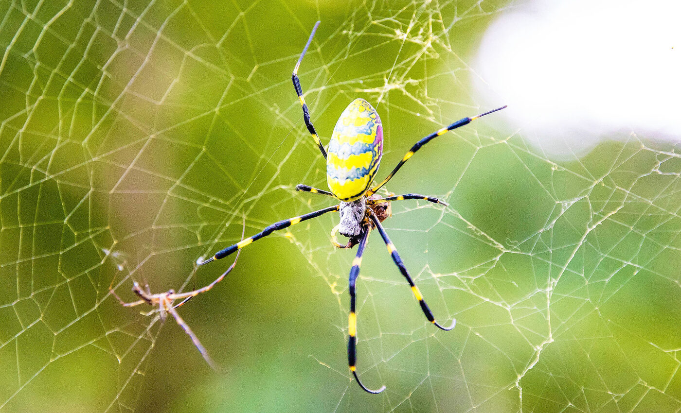 Joro spiders: They may be massive, but they are gentle giants