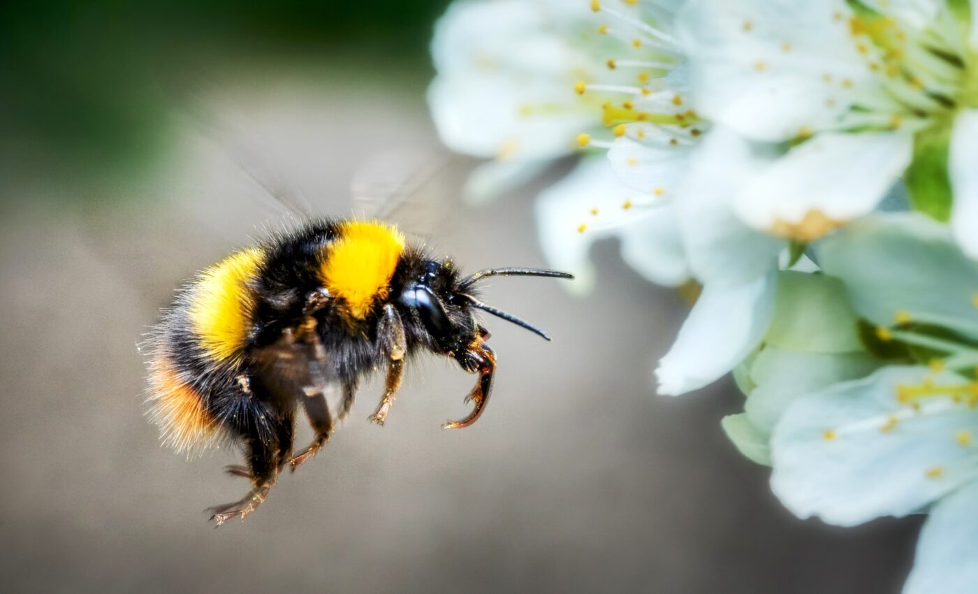 Carrying pollen increases bumblebees’ body temperature