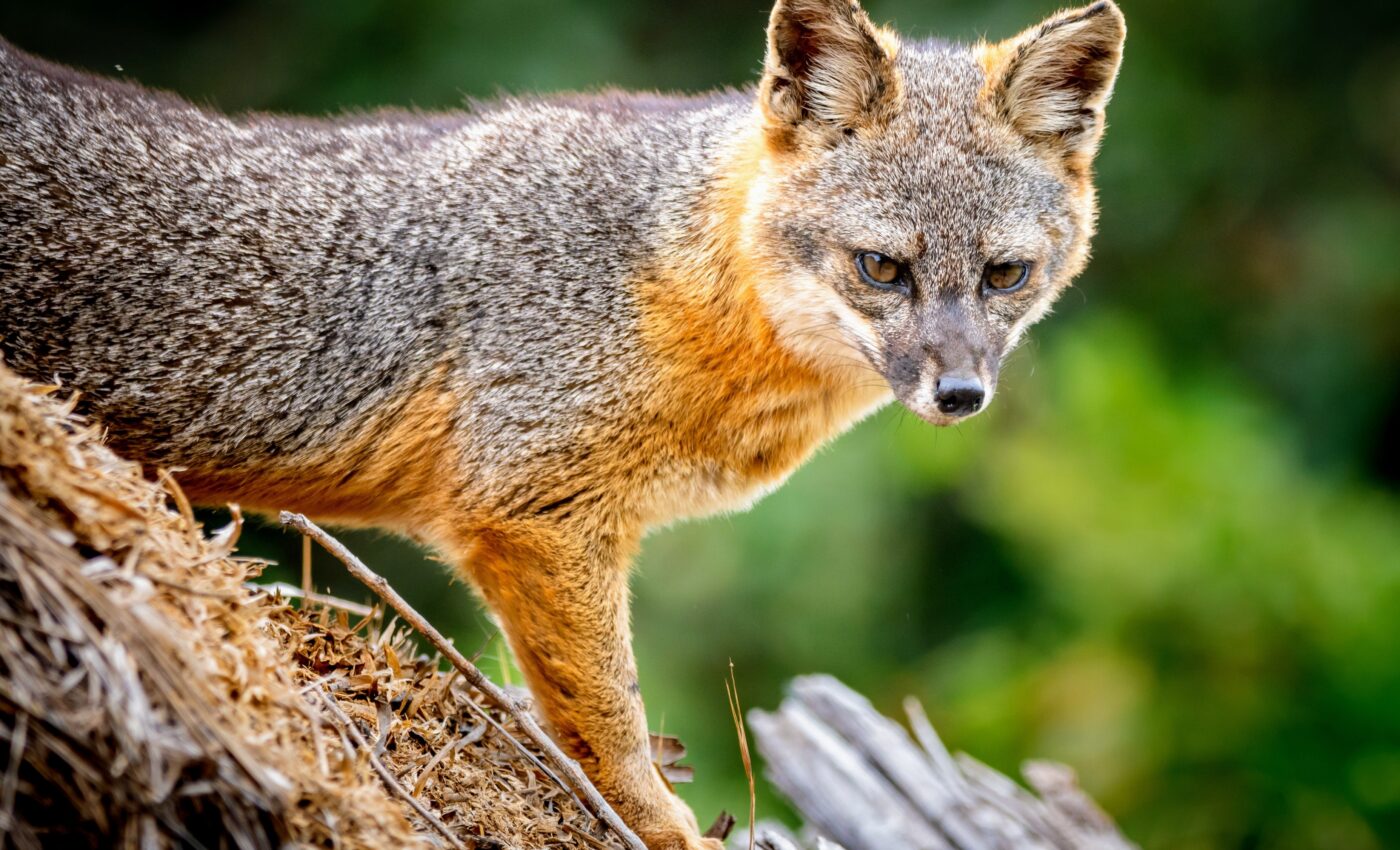 Channel Island foxes threatened by low genetic diversity