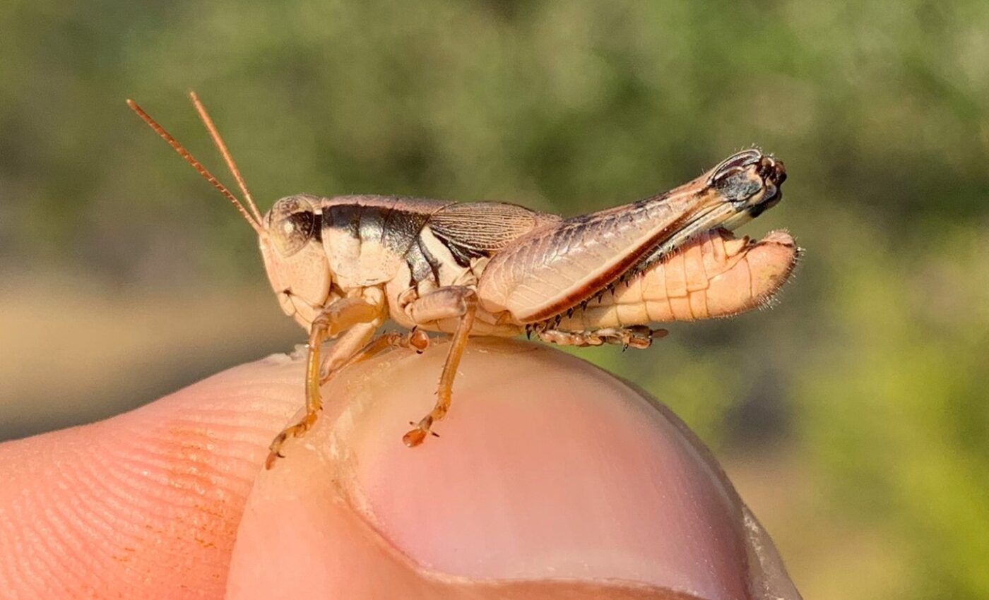 New grasshopper species named after Willie Nelson