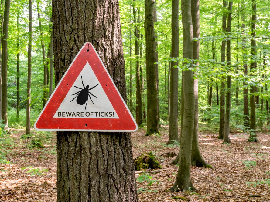 Ticks are highly resilient to extreme temperatures